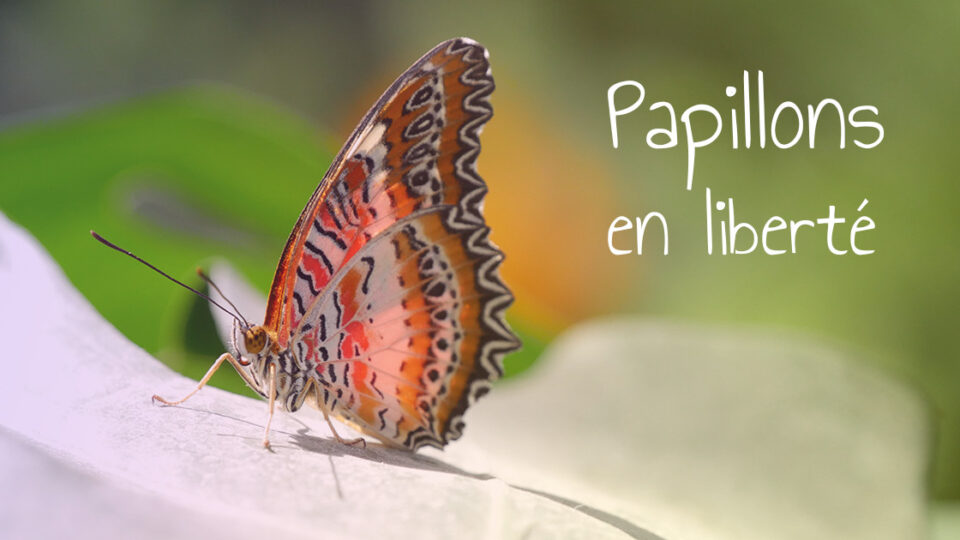 Papillons en liberté - Visite Breizh Travellers