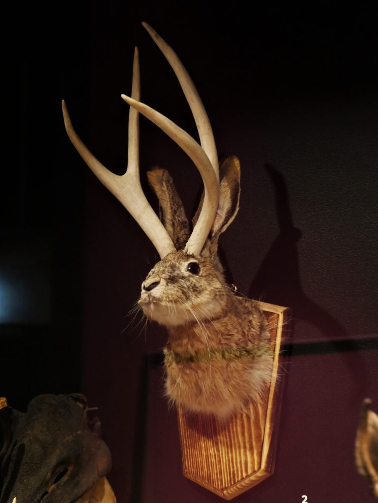 Jackalope, curieux animal mythique