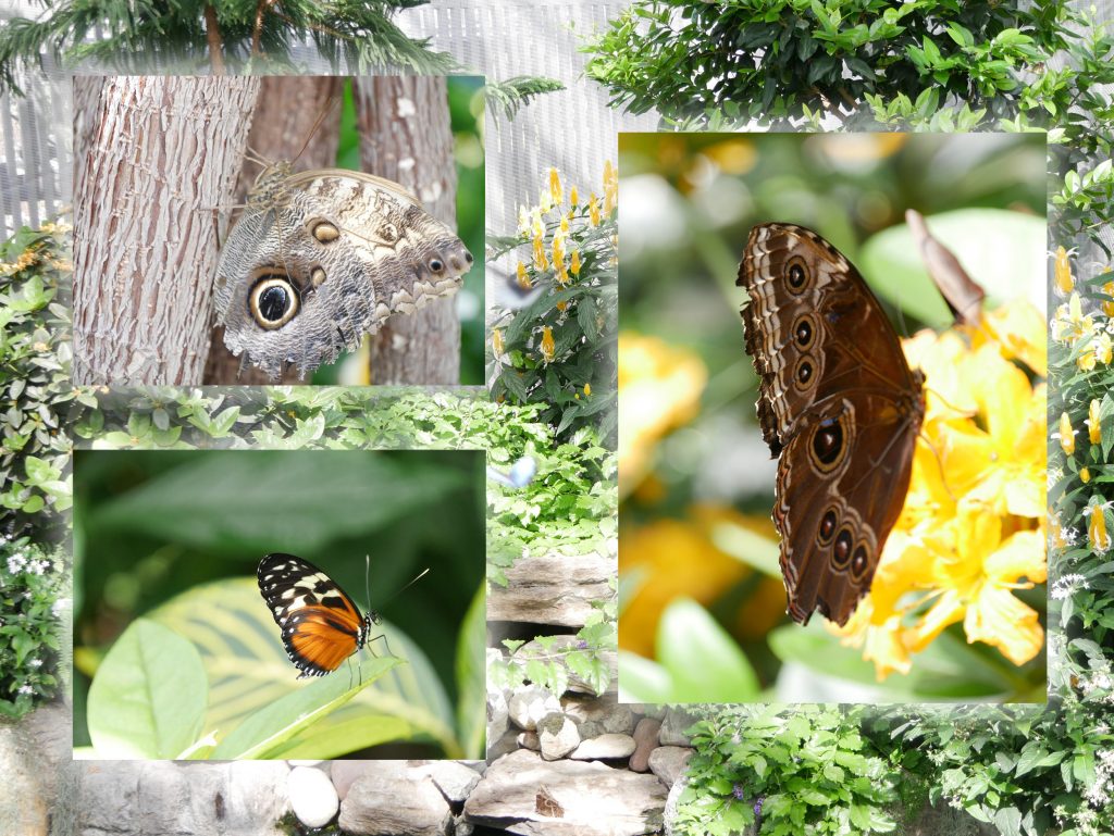 Papillons en liberté - Jardin Botanique