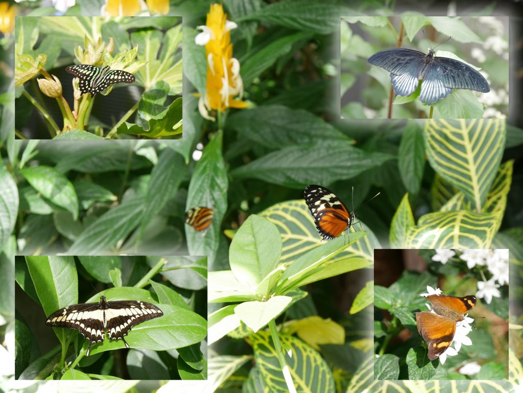 Papillons en liberté - Jardin Botanique