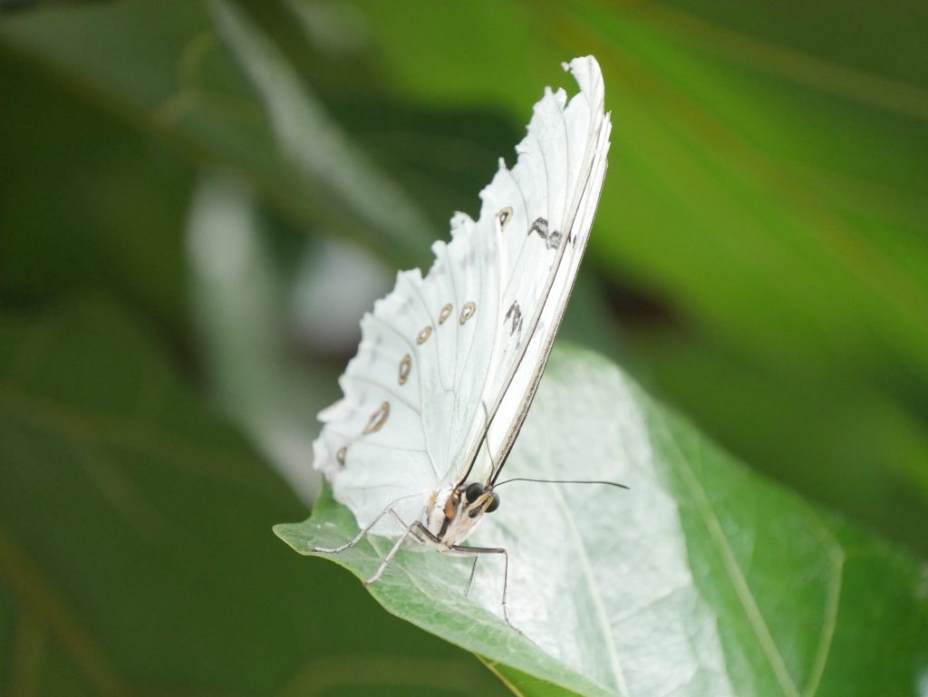 Papillons en liberté - Jardin Botanique