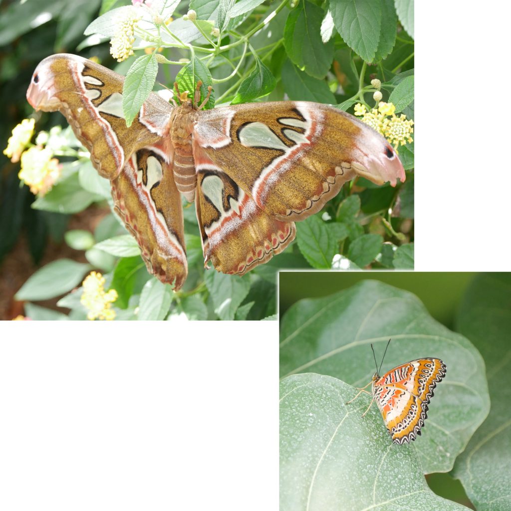 Papillons en liberté - Jardin Botanique