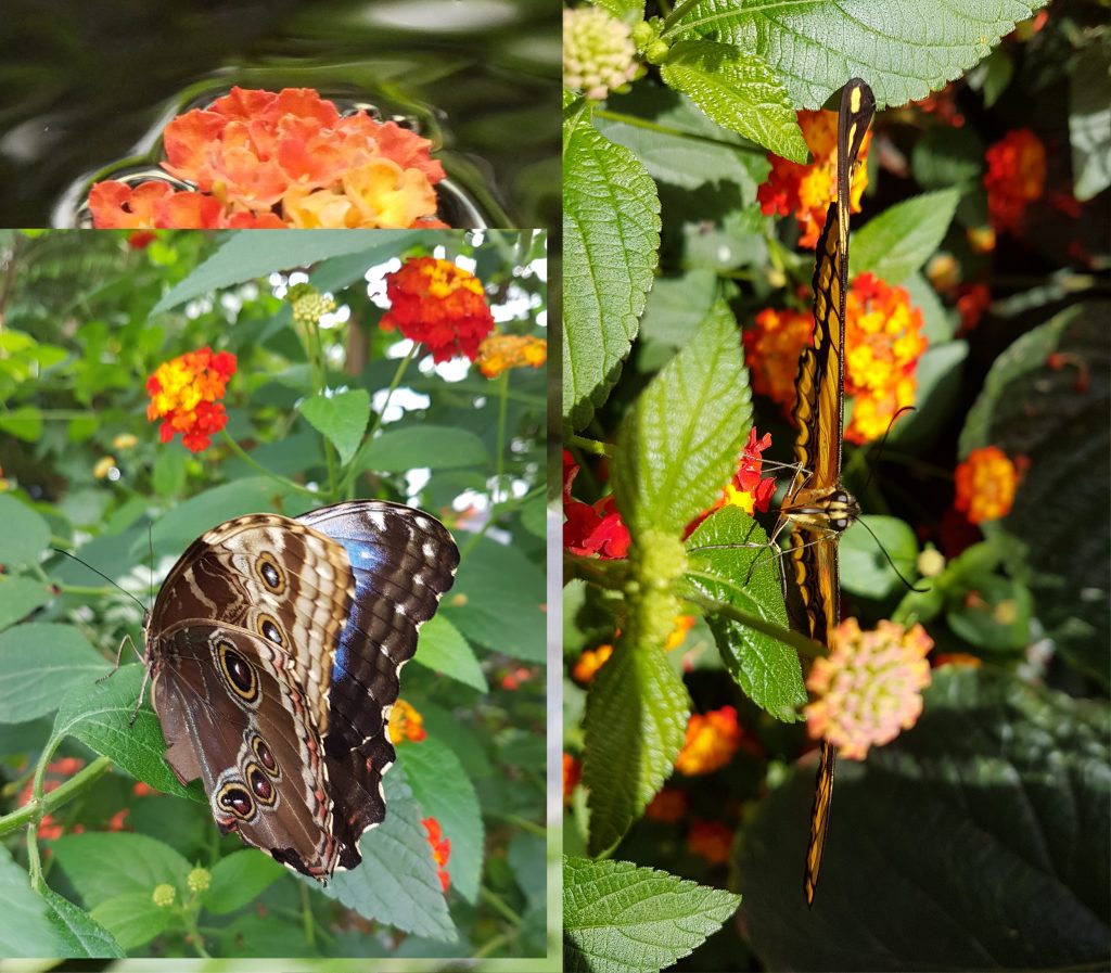 Papillons en liberté - Jardin Botanique