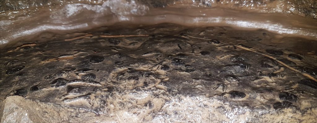 Fossiles figés dans la roche de la caverne.