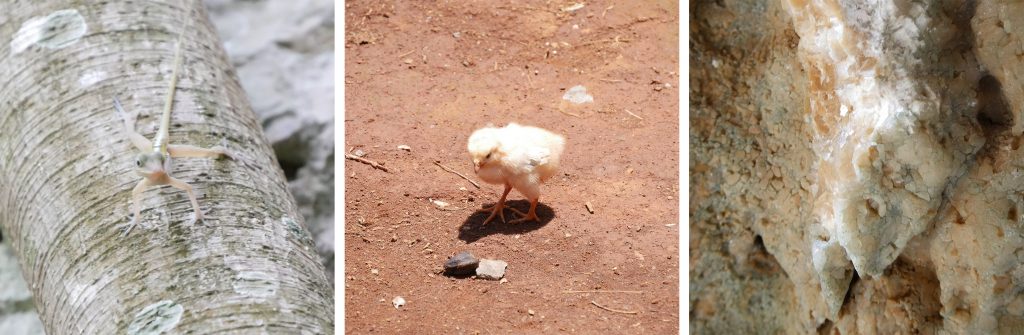 Animaux de Viñales, Cuba